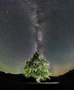 Lonely high tree under starry night sky and Milky way Royalty Free Stock Photo