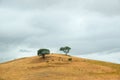 Lonely hill with dried grass and two cork oak trees, portugal landscape