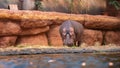 Lonely Hippopotamus at Wroclaw Zoo.