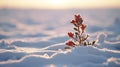 Lonely Holly: A Stunning Flower Emerging From The Snowfield Royalty Free Stock Photo