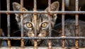 Lonely homeless cat in shelter cage, abandoned behind rusty bars, seeking care and food
