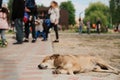 Lonely dirty white stray dog on the street