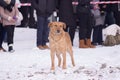 Lonely homeless dog stays on snow