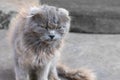 Lonely homeless miserable grey fluffy dirty cat with grumpy sight is sitting on the asphalt. Concept of abandoned pets and caring