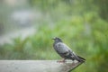 Lonely homeless pigeon bird standing in hard raining Royalty Free Stock Photo