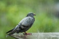 Lonely homeless pigeon bird standing in hard raining