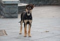 Lonely homeless puppy looking with hope Royalty Free Stock Photo