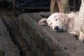 Lonely homeless white dog sleeping on path Royalty Free Stock Photo