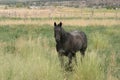 Lonely horse Royalty Free Stock Photo