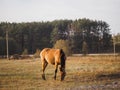 Lonely horse in an autumn field eating grass Royalty Free Stock Photo