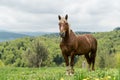 Lonely horse in a carpathian mountains on a pasture under a cloudy sky in Ukraine Royalty Free Stock Photo