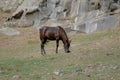 Lonely horse eats grass in nature