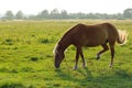 Lonely horse is grazed on a green meadow Royalty Free Stock Photo
