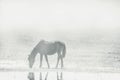 A lonely horse grazes in a foggy morning. Dramatic light background. Royalty Free Stock Photo