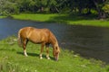 Lonely horse grazes on the river