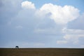 A lonely horse grazing in autumn field. Royalty Free Stock Photo