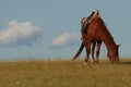 Lonely horse grazing in grassland under a cloudy sky in Inner Mongolia Royalty Free Stock Photo