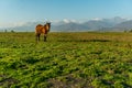 Lonely horse on a green meadow horizon with distant snowy peak mountains. Wide endless landscape with morning sunlight. Royalty Free Stock Photo