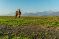 Lonely horse on a green meadow horizon with distant snowy peak mountains. Wide endless landscape with morning sunlight.