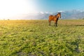 Lonely horse on a green meadow horizon with distant snowy peak mountains. Wide endless landscape with morning sunlight. Royalty Free Stock Photo