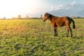 Lonely horse on a green meadow horizon with distant snowy peak mountains. Wide endless landscape with morning sunlight. Royalty Free Stock Photo