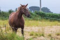 Lonely horse in a meadow Royalty Free Stock Photo