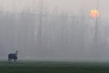 Horse at misty morning