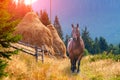 Lonely horse in the mountains