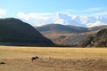 Lonely horse on a pasture in mountains Royalty Free Stock Photo
