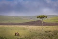 Lonely horse at sunset, Rio Grande do Sul pampa landscape - Southern Brazil