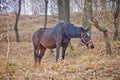 The lonely horse who is grazed on a meadow. Royalty Free Stock Photo