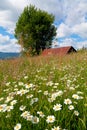 Lonely house on the chamomile flower meadow in the mountains, Ukraine. Royalty Free Stock Photo