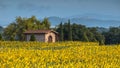 Lonely House in Field of Sunflowers Royalty Free Stock Photo