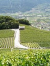 Lonely house in the vineyards of saillon Royalty Free Stock Photo
