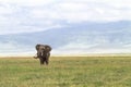 Lonely huge elephant inside the crater of Ngorongoro. Tanzania, Africa Royalty Free Stock Photo