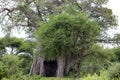 Lonely huge old baobab tree in the savannah during the rainy season in Tanzania