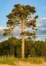 A lonely huge pine tree rises on the seashore Royalty Free Stock Photo