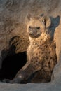 Lonely hyena sitting in entrance of its den.