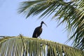 A lonely ibis on a coconut tree in a village. This big beaked bird is fully black and majestic looking