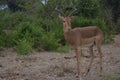 Lonely impala grazing peacefully.