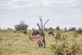 Lonely Impala surrounded by wildebeest