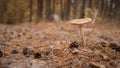 A lonely inedible mushroom grows in the middle of a dirt road in a pine forest Royalty Free Stock Photo