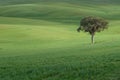 A lonely isolated green Tree inside green field during the winter Royalty Free Stock Photo