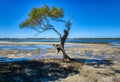 Lonely isolated mangrove tree on the beach Queensland coastline Australia