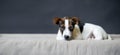 Lonely Jack Russell Terrier puppy lying in front of gray background Royalty Free Stock Photo