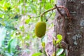 A lonely jackfruit growing on the tree and ripen.