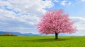 Lonely Japanese cherry sakura with pink flowers in spring time on green meadow. Royalty Free Stock Photo