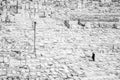 Lonely Jew praying in cemetery