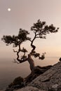 Lonely juniper tree with full moon Royalty Free Stock Photo