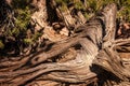 Lonely Juniper tree trunk close-up in Utah Park , United States Royalty Free Stock Photo